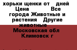 хорьки щенки от 35дней › Цена ­ 4 000 - Все города Животные и растения » Другие животные   . Московская обл.,Климовск г.